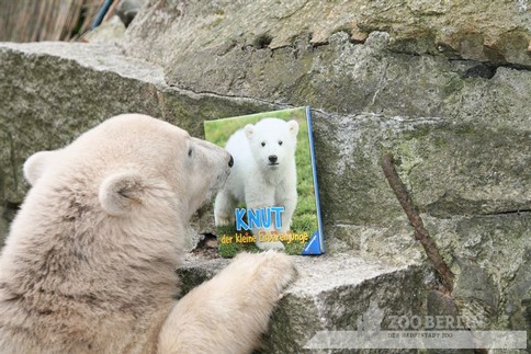 Медвежонок Кнут с Книгой