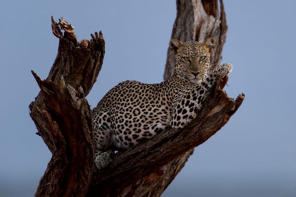 леопард кения
