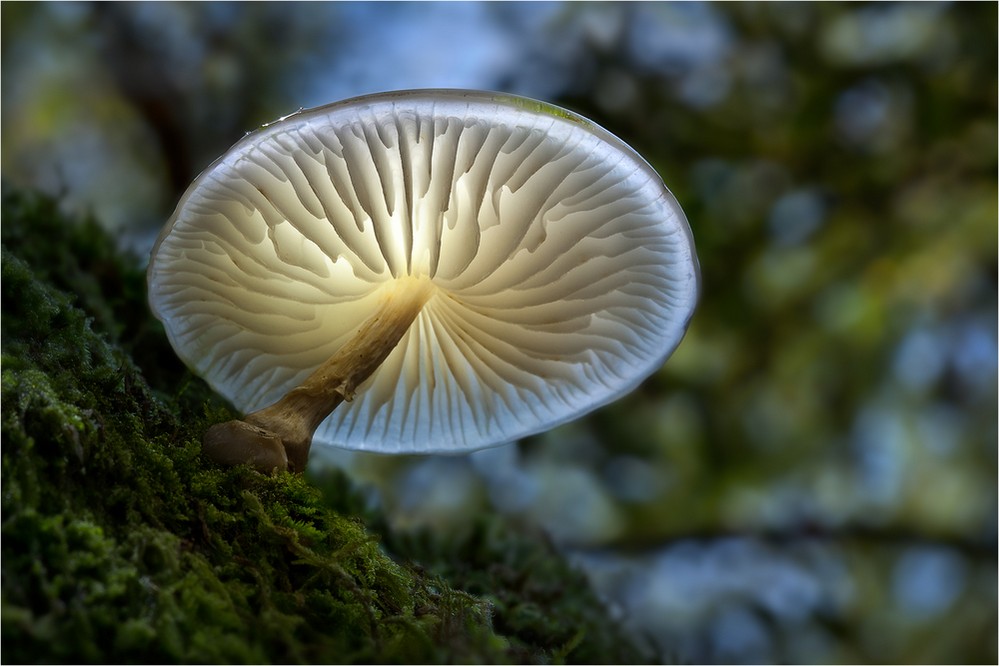 биолюминисцентный гриб