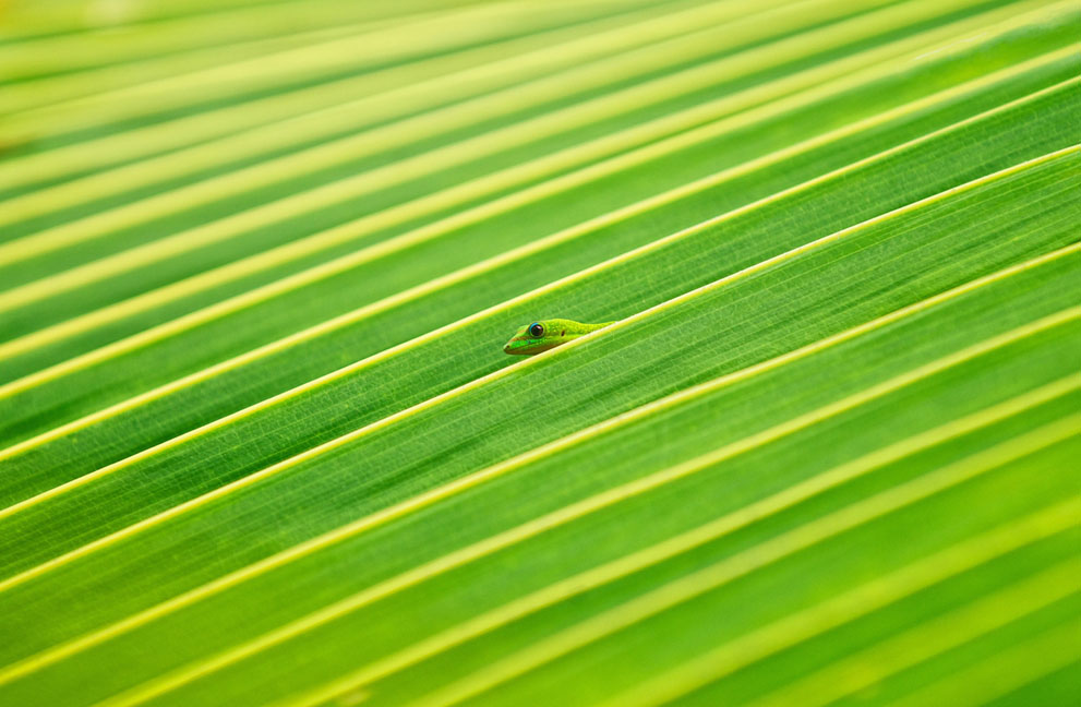 little-gecko-leaf.jpg