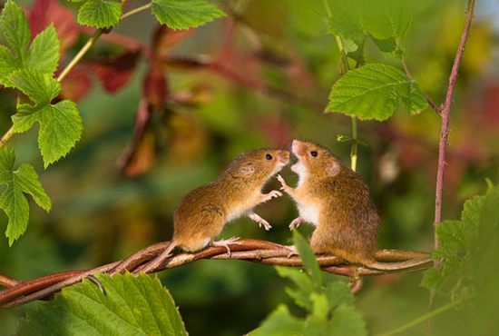 little-mice11.jpg