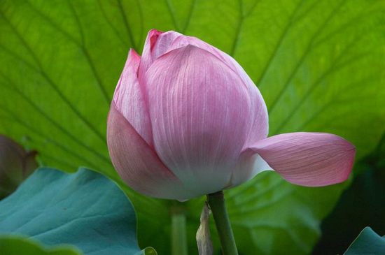 lotos-blossom09.jpg