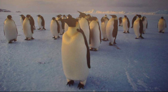Стая пингвинов