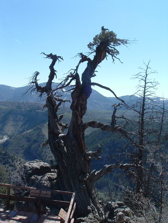 Можжевеловое дерево в штате Юта