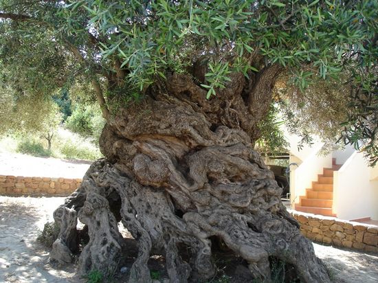 Оливковое дерево на Крите