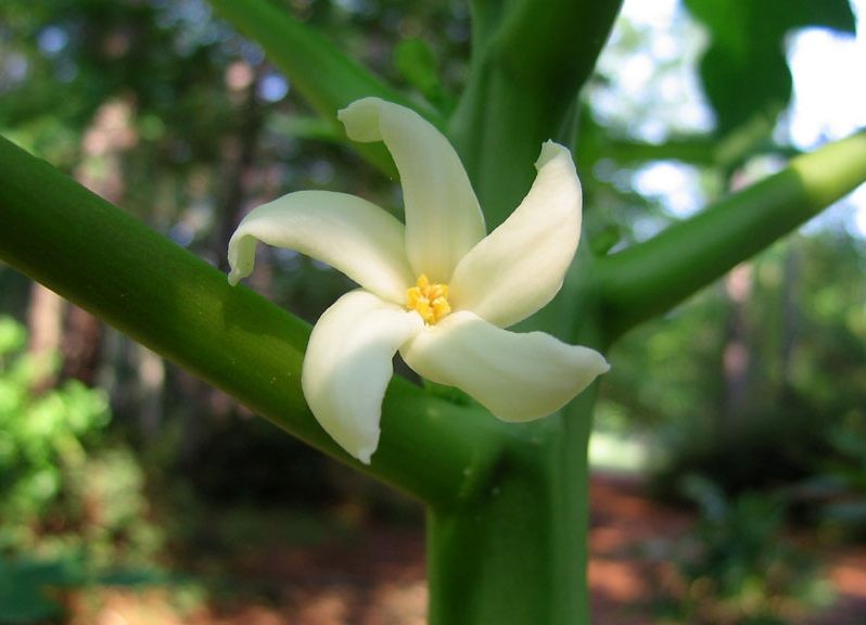 цветок папайи