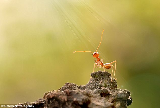 Молящийся муравей