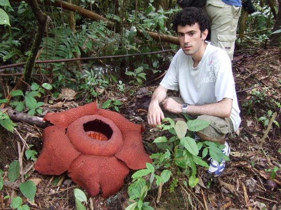 Rafflesia arnoldii and man