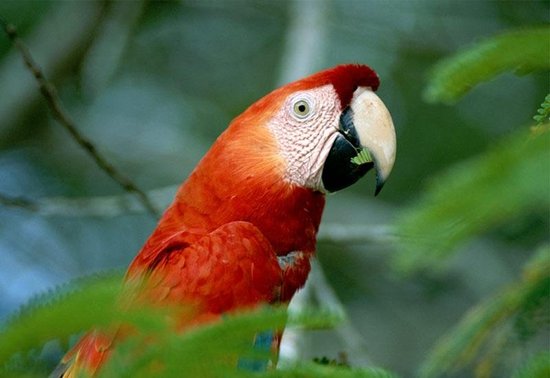 Влажные тропические леса: Красный ара