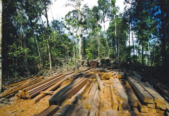 Влажные тропические леса: Лесоразработки