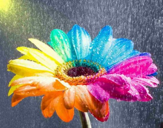 rainbow-flowers12.jpg