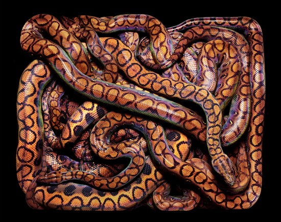 serpents01.jpg