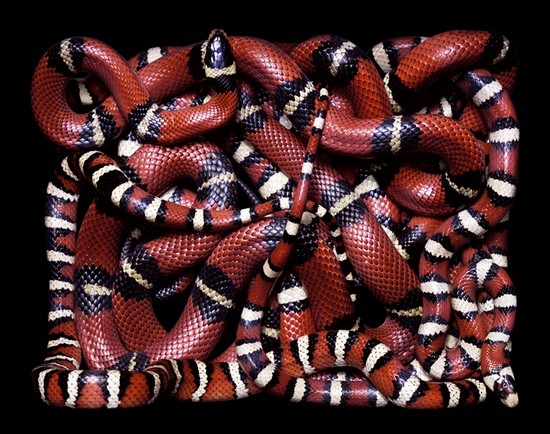 serpents02.jpg
