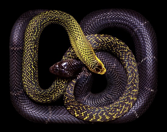 serpents03.jpg