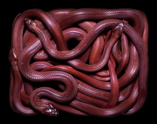 serpents04.jpg