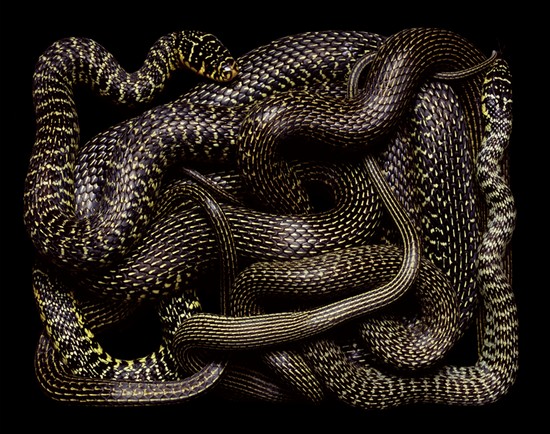 serpents06.jpg