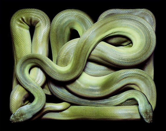 serpents08.jpg