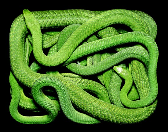 serpents09.jpg