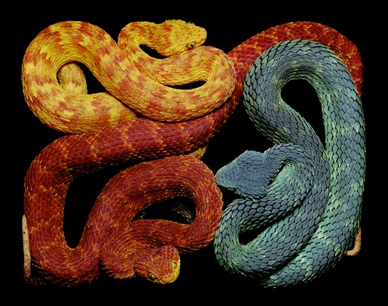 serpents11.jpg