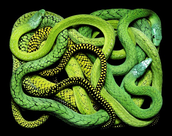 serpents12.jpg