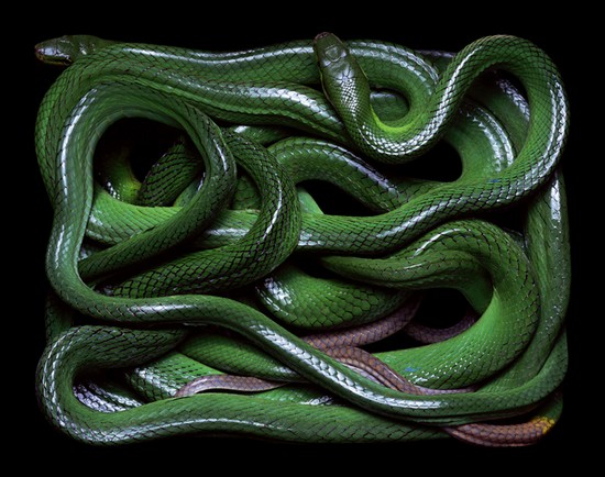 serpents13.jpg