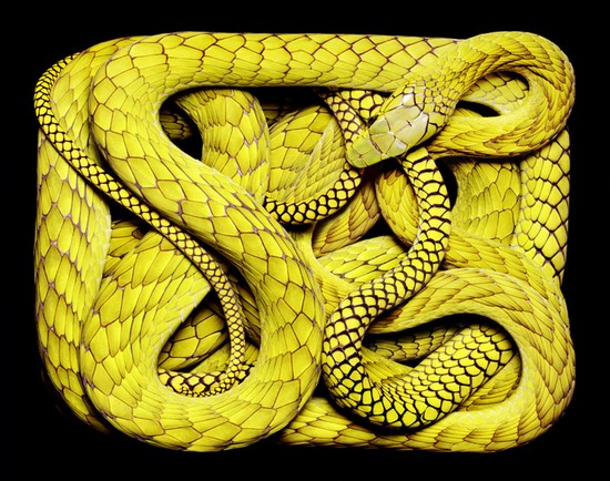 serpents16.jpg