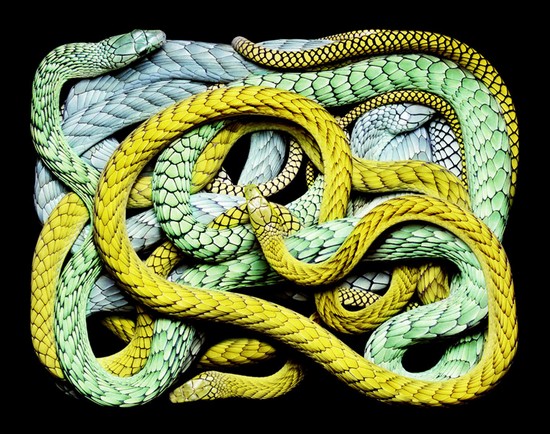 serpents17.jpg