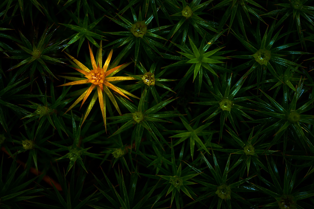 star-in-grass.jpg