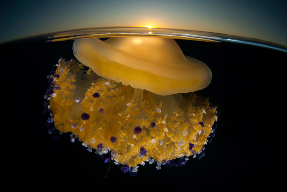 медуза на солнце