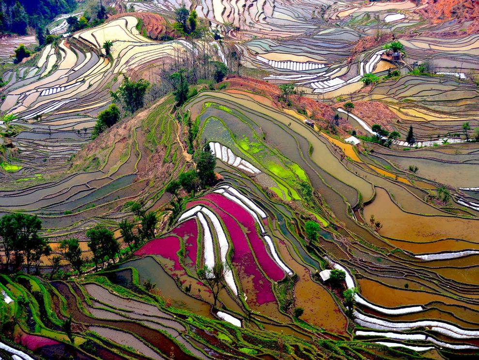 terraced-rice-field-china.jpg
