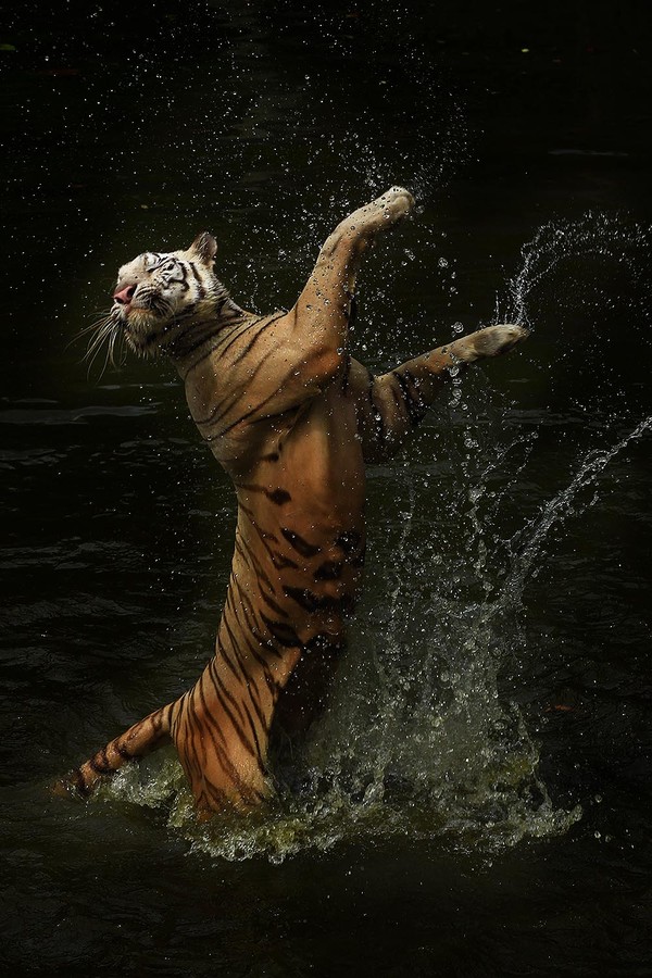тигр в движении
