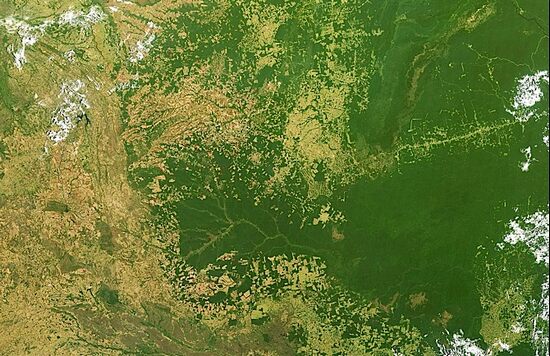 Амазонские дождевые леса 