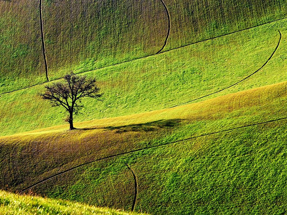 tree-in-field.jpg