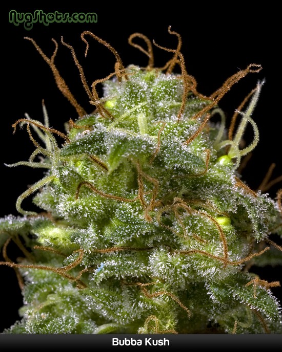 Фото цветка конопли статус марихуаны в чехии
